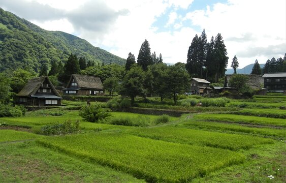A scene of rural areas  in Nanto City in Toyama Pref.  in Japan 日本の富山県南砺市の田舎の一風景 :  Houses with thached roofs at Ainokura-shuraku Village  
 in Gokayama 五箇山の相倉集落の合掌造りの家々