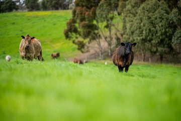 cows in the field, grazing on grass and pasture in Australia, on a farming ranch. Cattle eating hay...