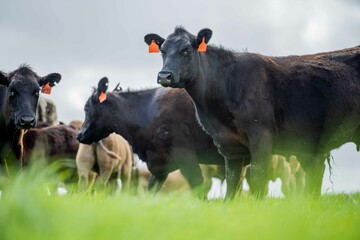 cows in the field, grazing on grass and pasture in Australia, on a farming ranch. Cattle eating hay...