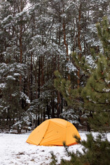 Yellow tourist tent in the winter pine forest, Hike in the forest with the first snow.