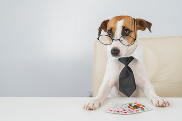 Jack russell terrier dog with glasses and tie plays poker. Addiction to gambling card games.