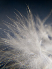 white delicate beautiful macro feather on a blue background
