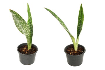 Sansevieria green plants on white background
