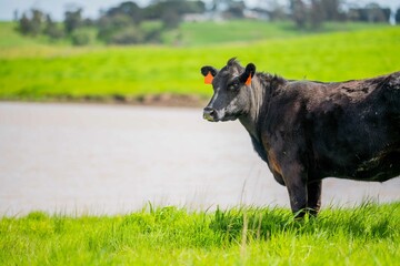 speckle park, Murray grey, Angus cows and calf grazing on lush pasture. while they enjoy the sun...