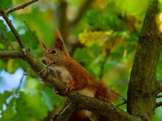 Eichhörnchen