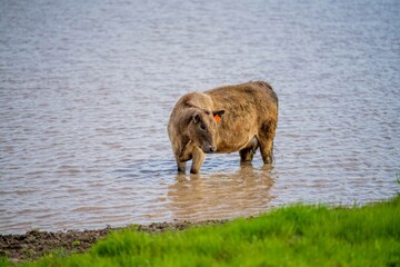 speckle park, Murray grey, Angus cows and calf grazing on lush pasture. while they enjoy the sun...