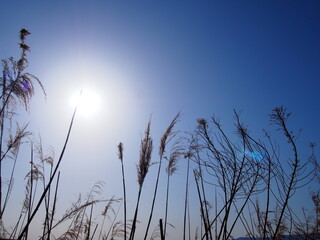空と雑草