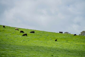 speckle park, Murray grey, Angus cows and calf grazing on lush pasture. while they enjoy the sun...