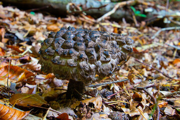 Close up of a Old Man of the Woods Mushroom, also called Strobilomyces strobilaceus