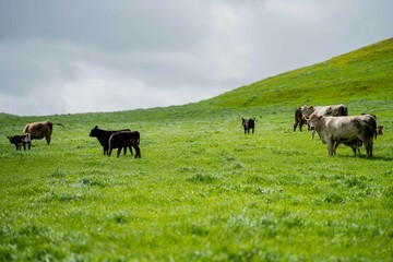 speckle park, Murray grey, Angus cows and calf grazing on lush pasture. while they enjoy the sun...