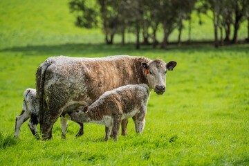 speckle park, Murray grey, Angus cows and calf grazing on lush pasture. while they enjoy the sun...