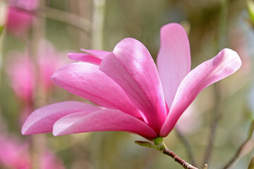 Fototapeta premium Magnolie