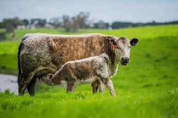 speckle park, Murray grey, Angus cows and calf grazing on lush pasture. while they enjoy the sun...