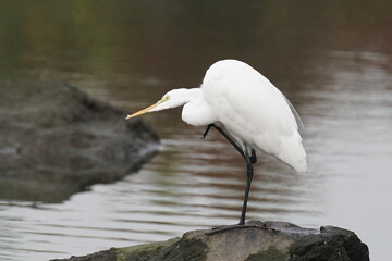 egret in the pond