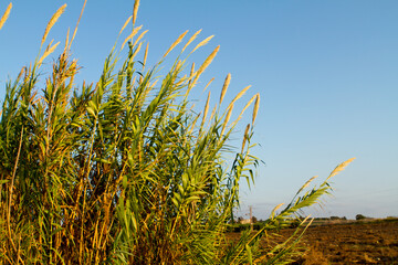Naklejka premium Swaying reeds