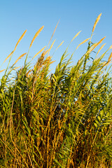 Swaying reeds