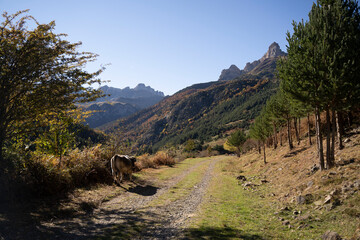 Fototapeta na wymiar mountain landscape in autumn in pyrenees