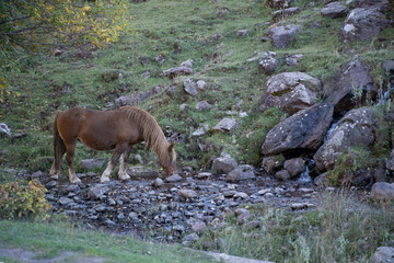 horse drinking water from a river in the pyrenees