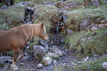 horse drinking water from a river in the pyrenees