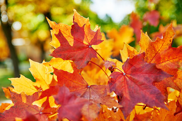 Colorful maple leaves, close up. Autumn nature background