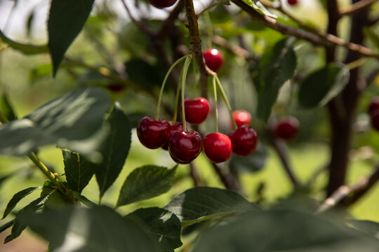 Red Cherries hanging on a cherry tree branch,  red cherries on tree in cherry orchard