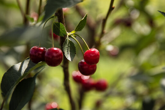 Red Cherries hanging on a cherry tree branch,  red cherries on tree in cherry orchard
