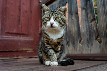 A very serious three-legged cat is sitting on the porch of a country house