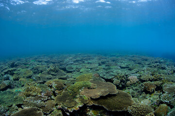 coral reef in the sea