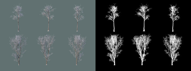 various trees in winter
