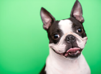 A happy and joyful Boston Terrier dog with its tongue hanging out smiles on a green background in the studio.