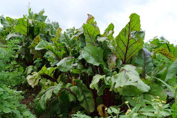 Fototapeta premium Beetroot grows in the garden