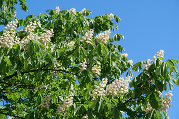 Beautiful green and white chestnut tree