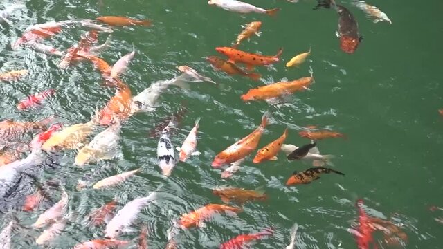Lots of redfish on the surface of the pond. Koi Carps Fish
