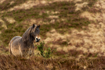 Exmoor Pony