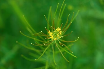 Selective focus, nice bokeh of flower of Sisymbrium irio plant