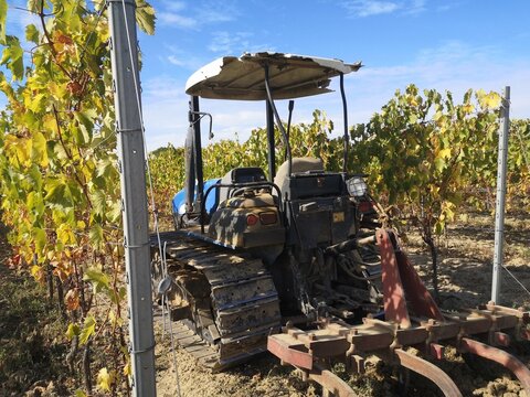 Trattore con cingoli nella vigna per vendemmiare