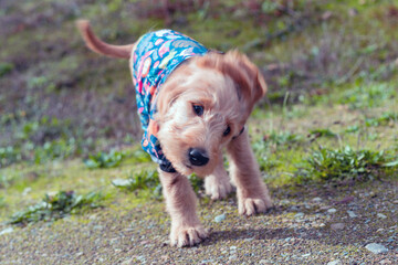Doodle red setter puppy with pyjamas shaking