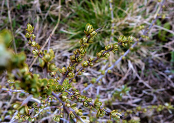 Spring branch covered with young green buds against blurred herbal background