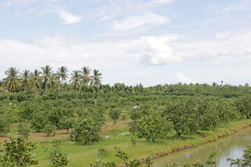 Fototapeta na wymiar Orchard farmland fruit tree plantation with irrigation ditch running alongside. Sky on the horizon. Southeast Asia