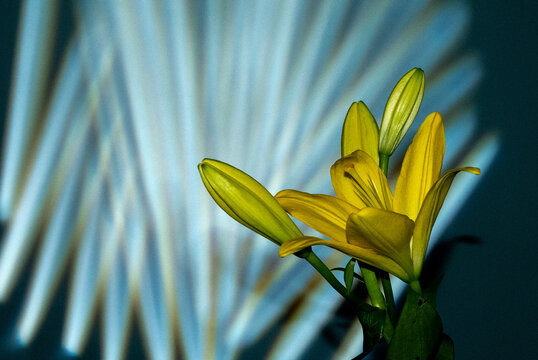 Beautiful yellow blooming lilly flower with buds isolated on dark green background with gobo mask