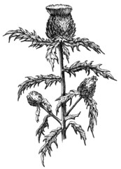 Hand drawn thistle flower black and white graphic