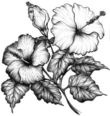 Hand drawn hibiscus flower black and white graphic