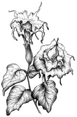 Hand drawn datura flower black and white graphic