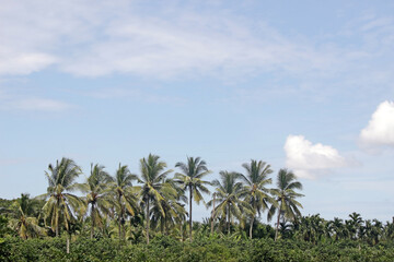 Fototapeta na wymiar Row of tropical palm trees above a forest canopy against a blue sky background with copy space