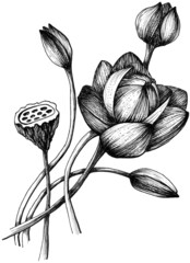 Hand drawn lotus flower black and white graphic