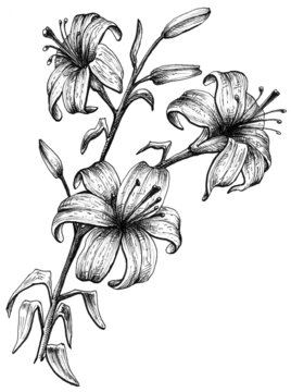Hand drawn tiger lily flower black and white graphic