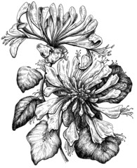 Hand drawn honeysuckle flower black and white graphic