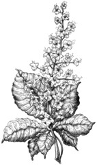 Hand drawn chestnut flower black and white graphic