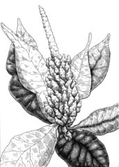 Hand drawn amaranth flower black and white graphic