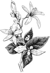 Hand drawn lemon flower black and white graphic